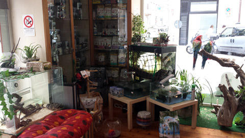 PetShop Negozi di Acquari e Animali in Italia: Apertura nuovo negozio acquari pet. Vendita ingrosso pesci tropicali per negozi di acquari. Grossista pesci tropicali