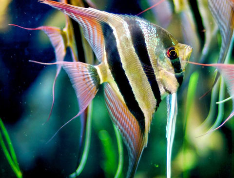 pterophyllum altum 2