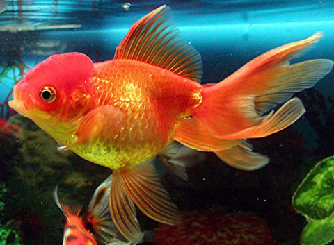 Carassius auratus pesci rossi coda semplice coda doppia for Razze di pesci rossi