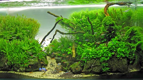 piante acquatiche aquarium plants