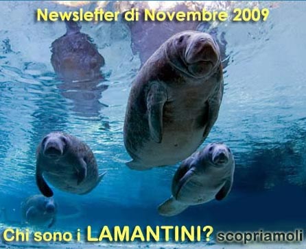 lamantini acquario 01
