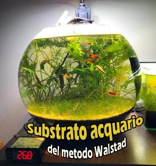 acquario boccia 25litri con substrato medoto walstad