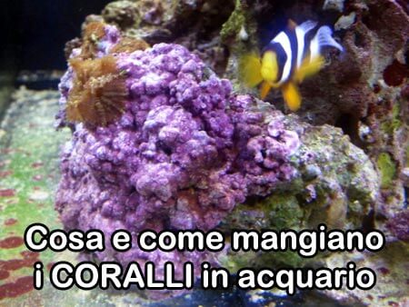 coralli cosa come mangiano acquario1