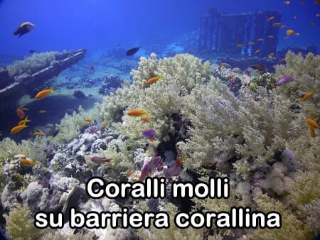 coralli molli su barriera corallina