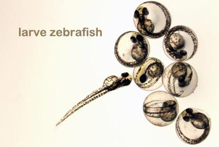 zebrafish pesce zebra larve sviluppo