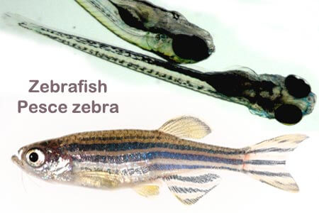 zebrafish pesce zebra ricerca larve