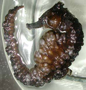 cavallucci marini BOLLE D’ARIA SOTTOCUTANEE (External Gas Bubble disease)