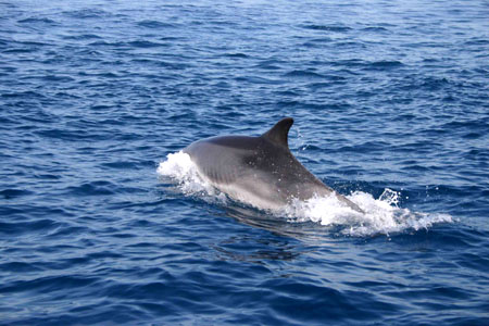 Tursiope, delfino