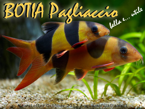 NewsLetter october 2012 - Botia pagliaccio - Chromobotia macracanthus