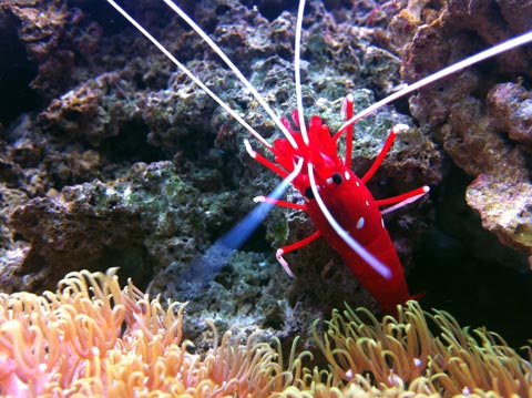 coral-reef-aquarium-fish--invertebrate-acquario-marino-con-pesci-ed-invertebrat