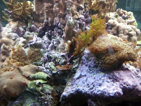 coral-reef-aquarium-fish invertebrate-acquario-marino-con-pesci-ed-invertebrat