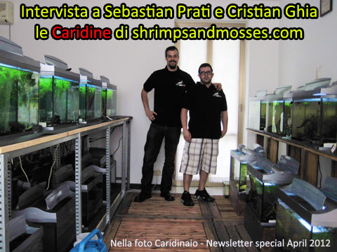 Caridine e neocaridine - Intervista a Cristian Ghia e Sebastian Prati le caridine di shrimpsandmosses.com