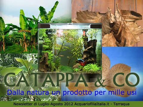 CATAPPA & CO: Dalla natura un prodotto per mille usi.