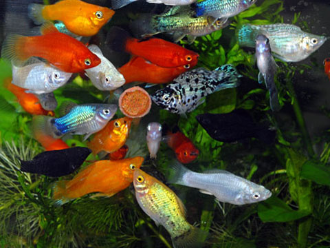 ALIMENTAZIONE IN ACQUARIO elementi alimentazione pesci acquario cibo food