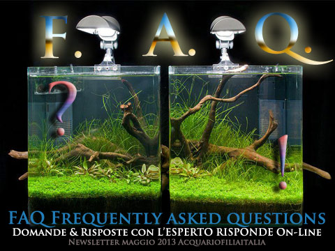 F.A.Q. Frequently Asked Questions, Domande e Risposte con L'ESPERTO RISPONDE ON-LINE