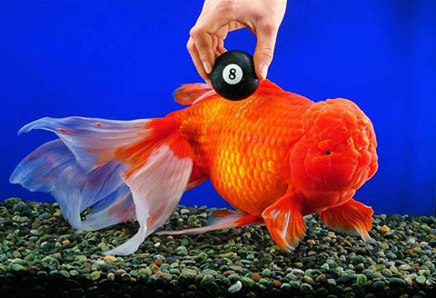 pesci rossi carassius auratus a coda semplice e coda