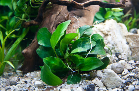 ANUBIAS - EPIFITE NELL'ACQUARIO, le piante acquatiche predilette da chi pratica  aquascaping