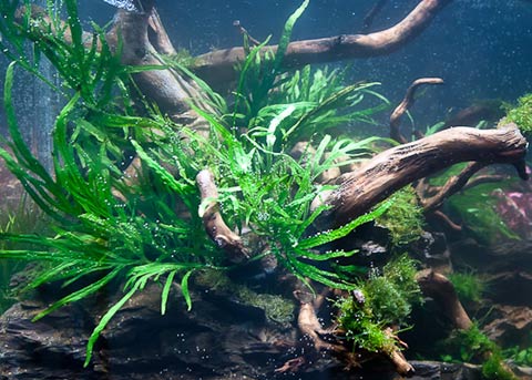 MICROSORUM - EPIFITE NELL'ACQUARIO, le piante acquatiche predilette da chi pratica  aquascaping