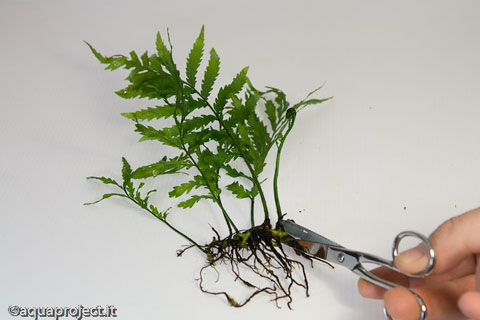 EPIFITE NELL'ACQUARIO, le piante acquatiche predilette da chi pratica