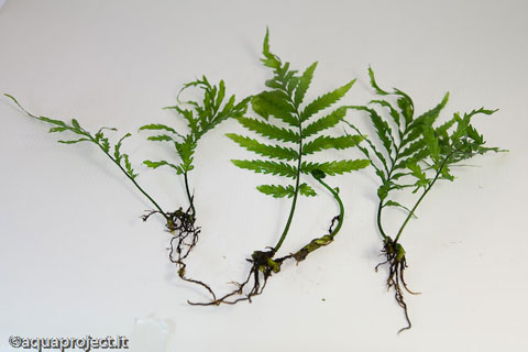 EPIFITE NELL'ACQUARIO, le piante acquatiche predilette da chi pratica