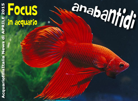 Focus, Anabantidi più famosi e popolari in acquario d'acqua dolce