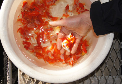 Pesce rosso giapponese tamasaba japanese goldfish for Razze di pesci rossi