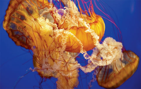 meduse in acquario