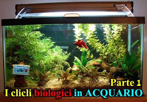 I cicli biologici in acquario - parte prima