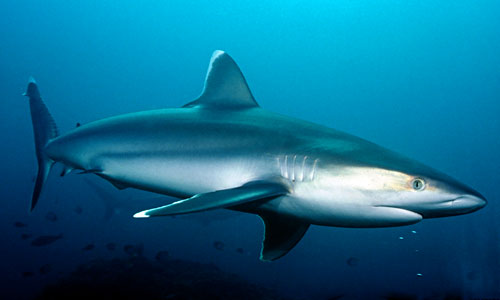 silvertip shark carcharhinus albimarginatus
