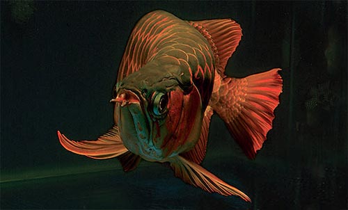arowana asiatici sono pesce acquario molto costosi