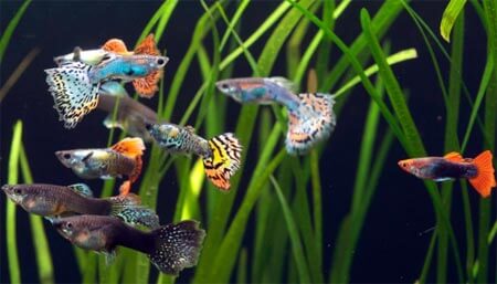 Come fare in un acquario da 60 litri d'acqua dolce con guppy gamberetti ...