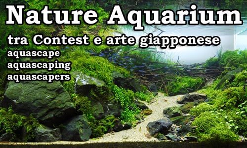 nature aquarium tra contest e arte giapponese -aquascape - aquascaping - aquascapers