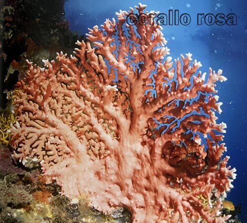 corallo rosa maldive