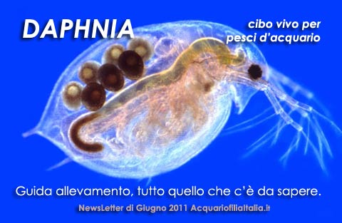 Daphnia Pulci D'Acqua Essiccate | Cibo Per Pesci 5000ml Algova - Foto 10