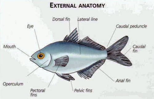 anatomia pesci in acquario