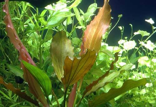 echinodorus aquarium for piranha