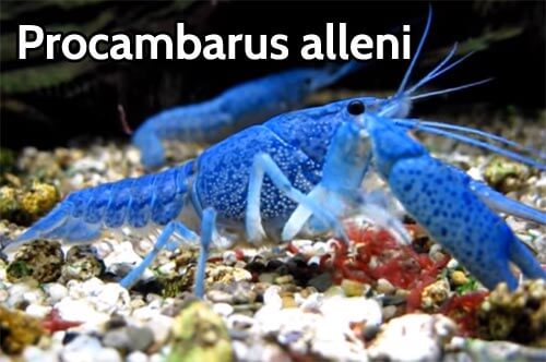 Procambarus alleni gambero acquariofilia