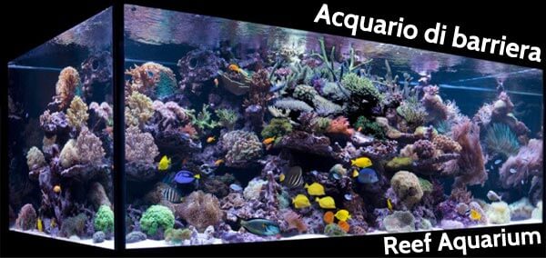 acquario di barriera allestimento reef aquarium