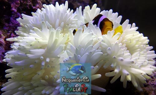 anemone con pesci pagliacci in acquario allevamento riproduzione