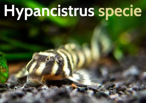 hypancistrus specie