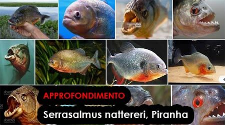 Serrasalmus nattereri Piranha APPROFONDIMENTO SPECIE