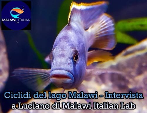 Ciclidi del lago Malawi Intervista a Luciano di Malawi Italian Lab a cura di AcquariofiliaItalia.it