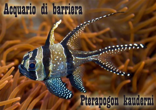 Pterapogon kauderni - Banggai cardinal fish in acquario di barriera