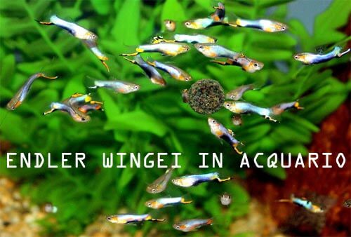 Gruppo di nano fish in acquario di poecilidi endler wingei guppy