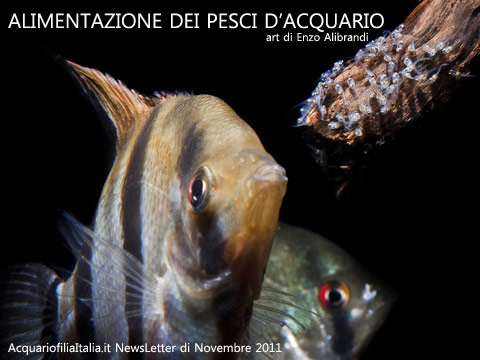 ALIMENTAZIONE DEI PESCI D'ACQUARIO - newslettere di novembre 2011 AcquariofiliaItalia.it