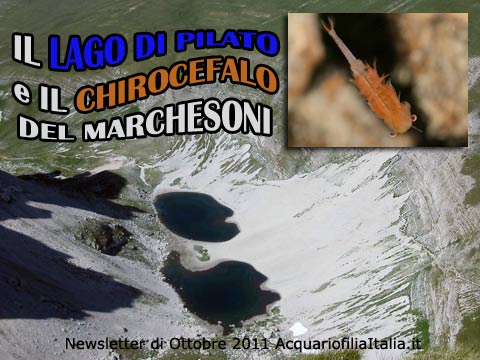 Lago di pilato newsletter 2011 - Chirocefalo