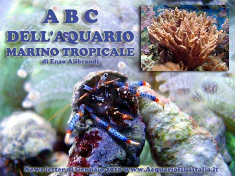 ABC dell'Acquario Marino Tropicale