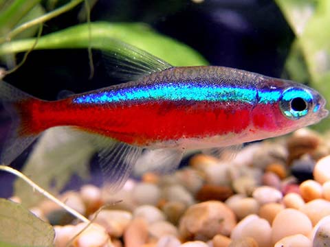 paracheirodon innesi - pesce neon