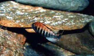 haplochromis burtoni