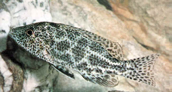 haplochromis polystigma